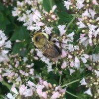 Buffalo buzzing as urban beekeeping expands